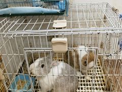 -楼上猫咖(罗湖店)