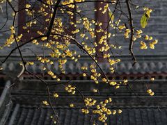 -西安大兴善寺