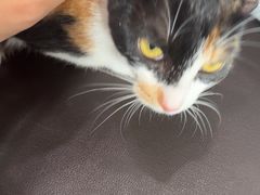 -福懋动物医院·犬猫全科·外科·重症科(杏林分院)