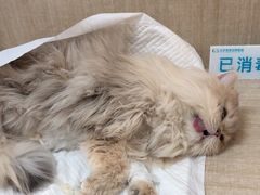 -北京观赏动物医院·24小时大型综合·猫专科·异宠专科