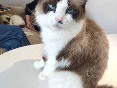 -怪兽屋·羊驼·猫咖·狗咖(俊华广场店)