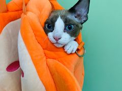 -山宅一喵德文卷毛猫舍