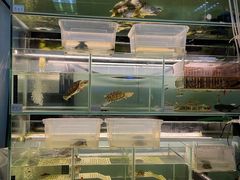 -花鸟鱼虫鲜花绿植市场(玉泉路店)