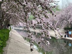 -大望京公园
