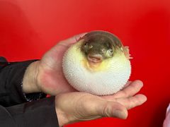 -永安鱼庄·镇江菜(东吴路店)