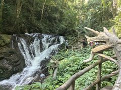 -莫里热带雨林景区