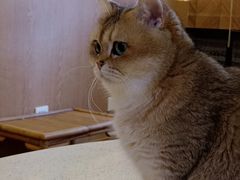 -MOCHA明星猫咖(田子坊店)