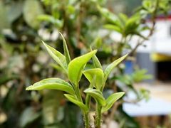 -华祥苑茶馆•国缤茶小蓝罐(普罗旺斯店)
