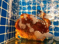 -四季轩中餐厅·萧山味道·运河家宴(三立开元名都店)