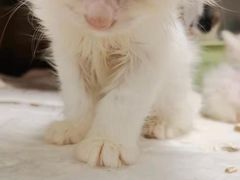 -纳吉亚猫专科动物诊疗中心(蒋宅口分院)