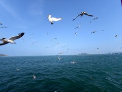 -海驴岛(荣成市)