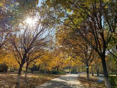 -望湖公园