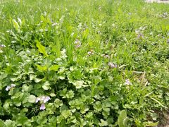 -合肥滨湖国家森林公园