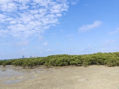 -北海金海湾红树林生态旅游区