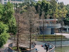 -银湖山郊野公园-相思林