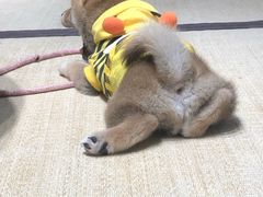 -逗柴咖啡屋·狗咖猫咖宠物桌游