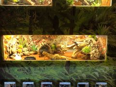 -芽庄珍珠岛游乐园