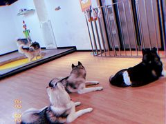 -Husky Go! 哈士奇体验馆·宠物咖啡厅狗咖