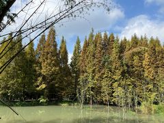 -桤木河湿地公园