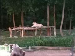 -清迈夜间动物园