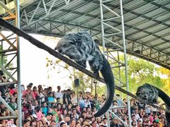 -清迈夜间动物园