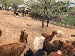 -大连森林动物园