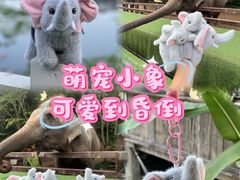 -野象谷景区