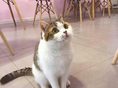 -三花喵·撸猫购宠·宠物生活馆(虹桥南丰城店)