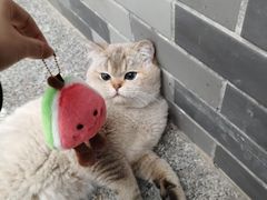 -山与蓝·轻糖鲜果蛋糕(勒泰店)
