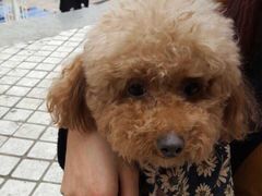 -荣耀金沙动物医院(清江西路店)