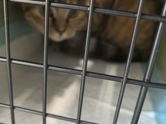 -瑞派·关忠动物医院·猫专科·犬专科(三环新城店)