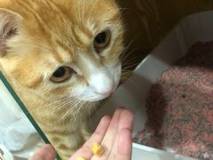 -BABIT巴比特宠物(MOMOPARK店)