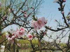 -南汇桃花村