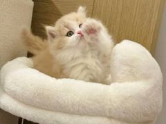 -猫十亿·布偶金渐层·曼基康矮脚猫舍(青年路店)
