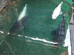 -蓝湾碧波·老字号·疍家非遗海上餐厅