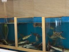 -天正河鲀·河豚亭(大连店)