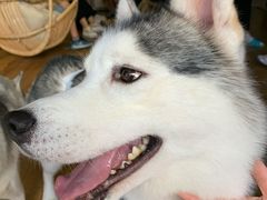 -Husky Go! 哈士奇体验馆·宠物咖啡厅狗咖