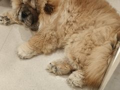 -共舞时光猫咖·狗咖(新街口店)
