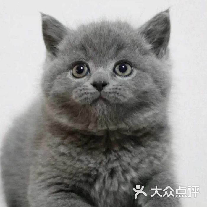 灰色布偶猫图片