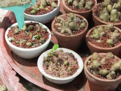 -花鸟鱼虫鲜花绿植市场(玉泉路店)