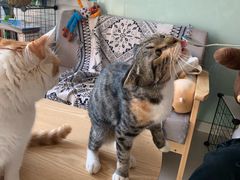 -平行世界·猫咖(首经贸店)