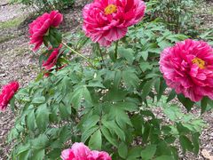 -昆山城市生态森林公园