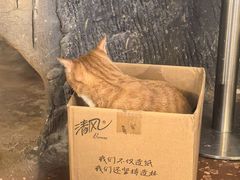 -猫猫幼稚园·撸猫·桌游·电玩