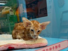 -FAELING PETS美天灵宠物(合生汇店)
