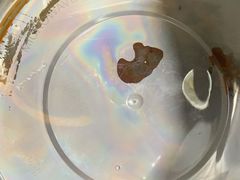 -星鸿社重庆老火锅