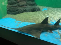 -上海海洋水族馆