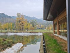 -千年银杏谷文化旅游区
