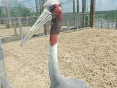 -盐城丹顶鹤湿地生态旅游区