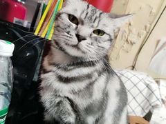 -猫色咖啡·猫咖