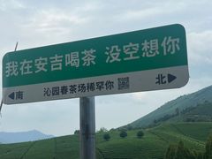 -白茶原·一片叶子